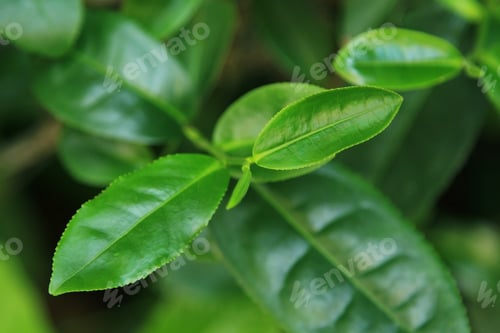 Preview: Green tea leaves