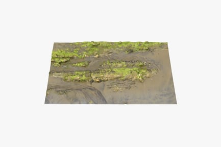 Preview: Algae-Covered Rock Formation by the Shoreline