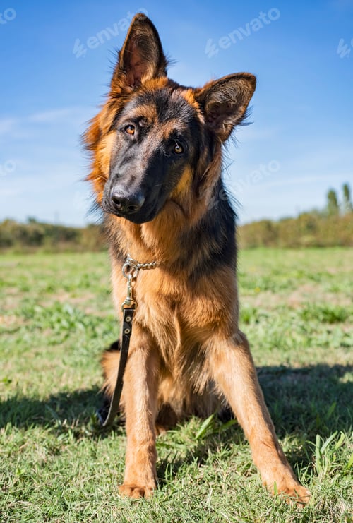 Preview: german shepherd in obedience