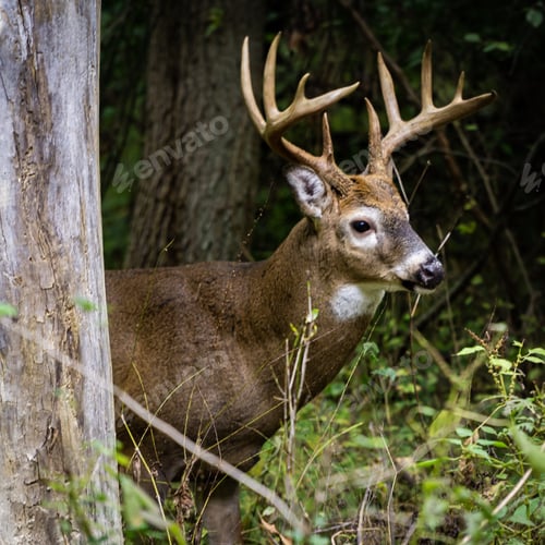 Preview: Brown elk in the forest with a blurred background