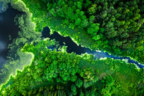 Preview: Amazing blooming algae on the lake in summer, flying above