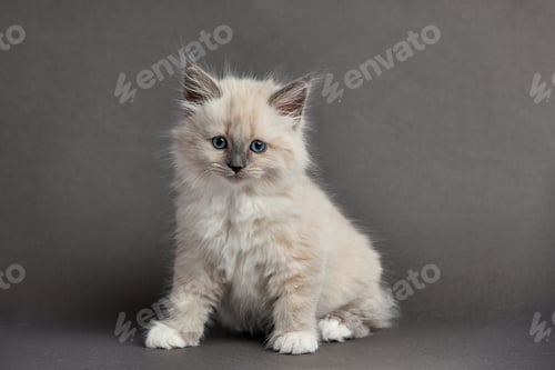 Preview: Cute fluffy kitten against gray background. Space for text