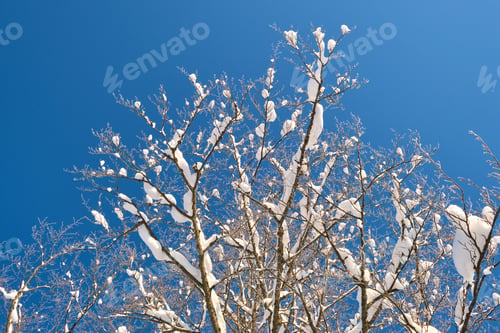 Preview: Closeup of pine tree branches covered with fresh fallen snow in winter mountain forest on cold