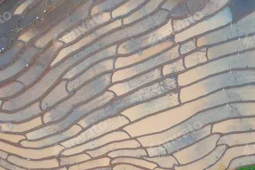 Preview: Fresh paddy rice, green agricultural field in countryside or rural area in Asia. Nature landscape.