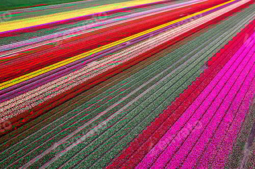 Preview: Aerial drone photo of tulip fields in The Netherlands during Spring season