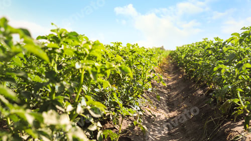 Preview: Beautiful field of potato bushes on sunny day