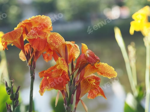 Preview: Orange and Yellow color flower Indian shot, India short plant