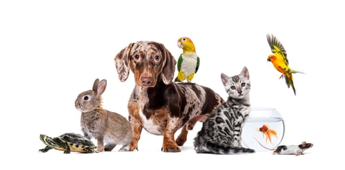 Preview: Side view portrait of a standing Shih Tsu looking at the camera, Isolated on white