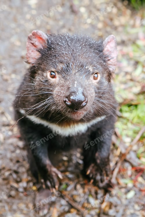 Preview: Tasmanian Devil in Tasmania Australia