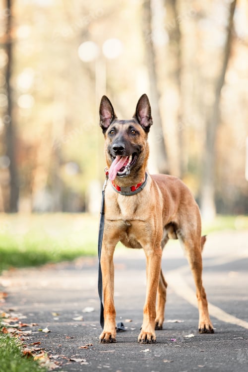 Preview: Belgian Shepherd Malinois lying down in fallen leaves in the public park. Fall, autumn. Happy dog o