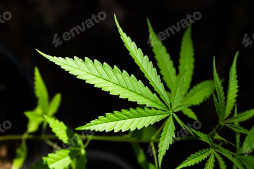 Preview: cannabis on a dark background