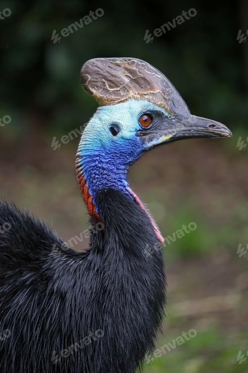 Colorful Cassowary Bird Profile in a Natural Setting