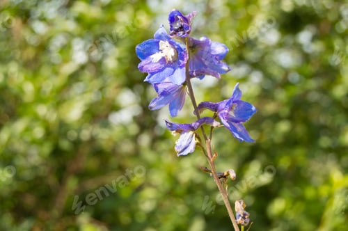 Preview: The concept of a day of peace and ecology: a beautiful blurred green background and blue flower