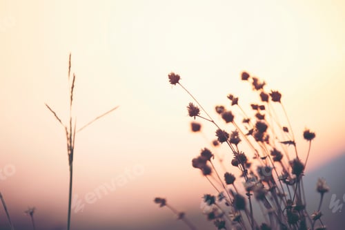 Preview: wild flower sunset, nature sunset with the flower grass