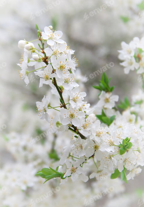 Preview: Branch of big white tree.