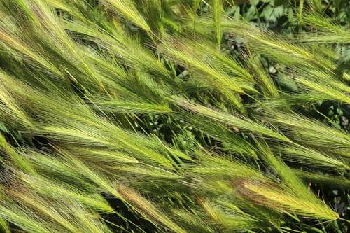 Preview: Hordeum murinum - weed from the same family as barley.