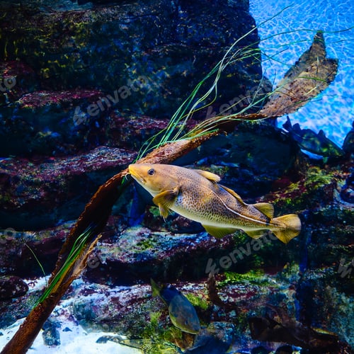 Preview: Fish swims in the oceanarium.