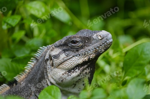 Preview: Iguana