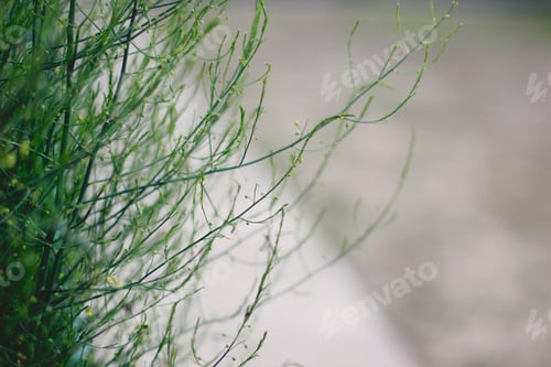 Preview: Green plant with thin green branches growing in the garden