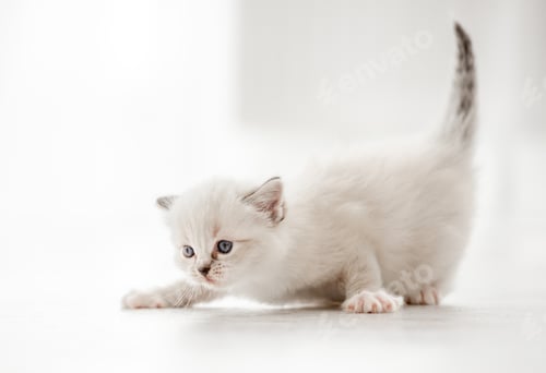 Preview: Ragdoll cat kitten in studio