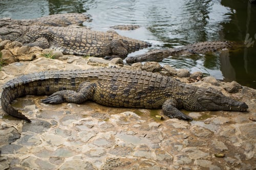 Preview: Crocodiles in the La Vanilla reserve, Mauritius