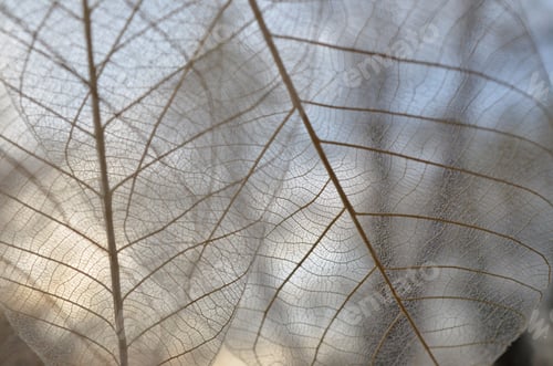 Preview: Skeleton leaves