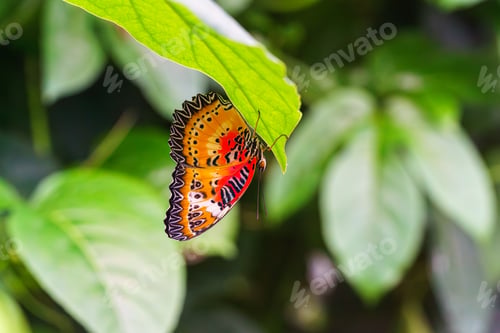 Preview: Cethosia Biblis, The Lacewing Biblis Or Red Lacewing Butterfly Sitting On Leaf In Outdoor Garden