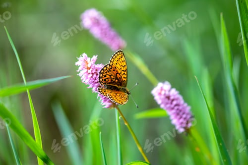 Preview: beautiful batterfly on flower in summer
