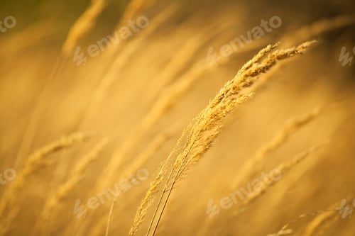 Preview: Closeup of yellow autumn grass in sunset after dry summer