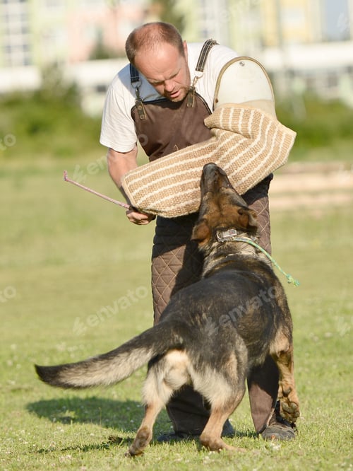 Preview: Police Dog Outdoor Training Process