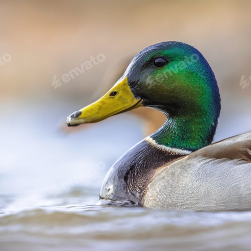 Preview: Male Mallard swimming in water of wetland
