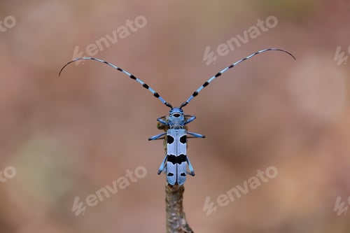 Preview: Alpine longhorn beetle sitting on branch in spring