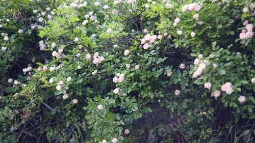 Preview: Dense thickets of rose bushes in the garden. Blooming light pink roses.