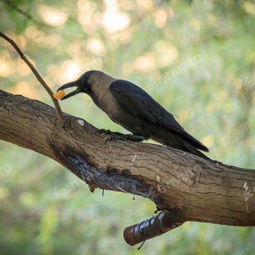 Preview: Closeup shot of a crow sitting on a tree branch and eating its meal with blurred background