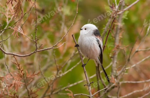 Preview: Long-tailed Tit, Autumn morning in the forest. Beautiful little bird sitting on a branch