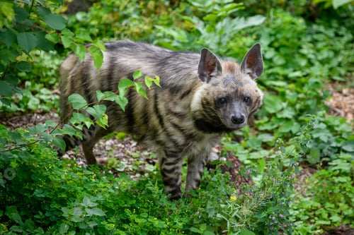 Preview: Striped hyena, Hyaena hyaena. Animal in the nature habitat