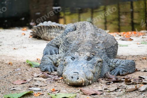 Preview: crocodile is near the water