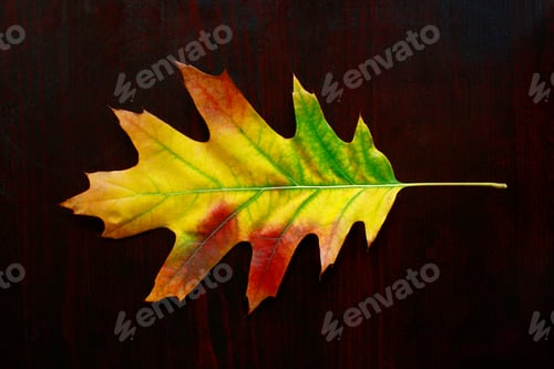 Preview: Oak leaf in autumn colors on dark background