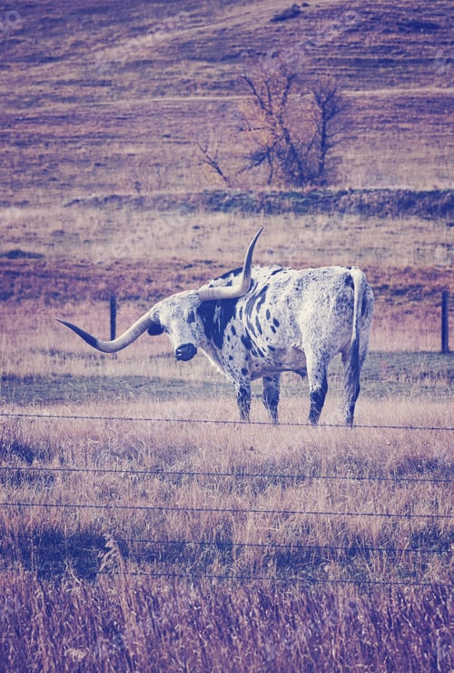 Preview: Vintage toned Texas Longhorn grazing in a dry autumn pasture