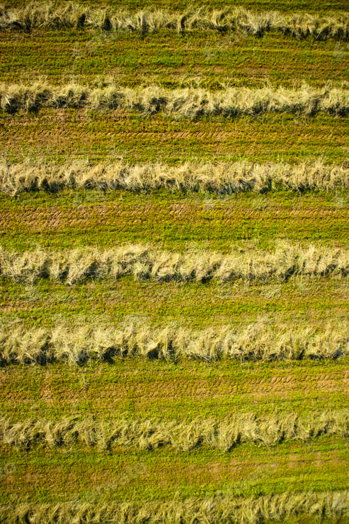 Preview: Dry the hay in the open field