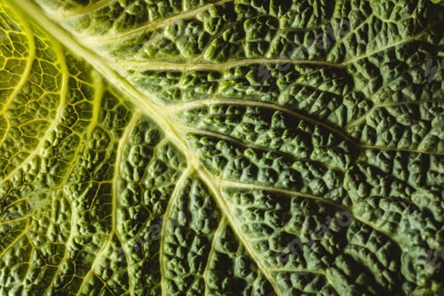 Preview: Closeup of the color and texture of a cabbage leaf