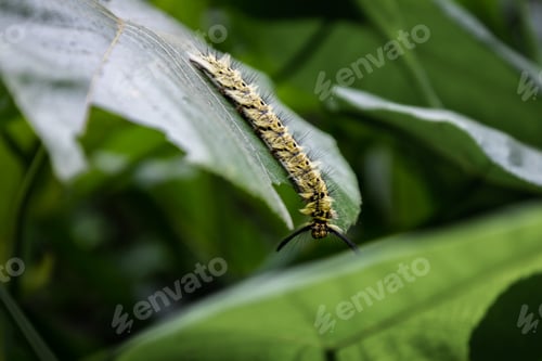 Preview: A black and yellow caterpillar on a leaf in the jungle