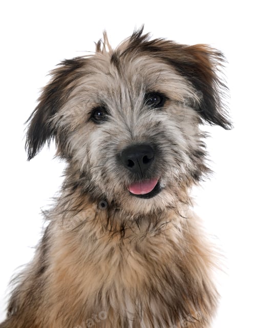 Preview: puppy pyrenean shepherd