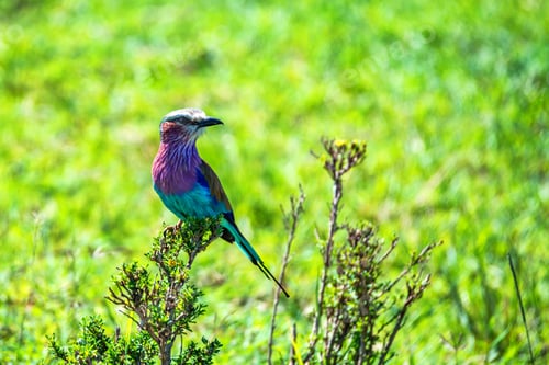 Preview: Lilac-breasted roller or Coracias caudatus