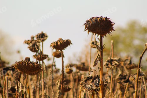 Preview: Sunflower field past it’s prime. NOMINATED by MsKtBrewer :)🌻 NOMINATED by to superstar :)🌻