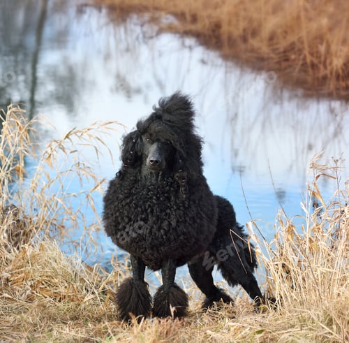 Preview: Beautiful dog