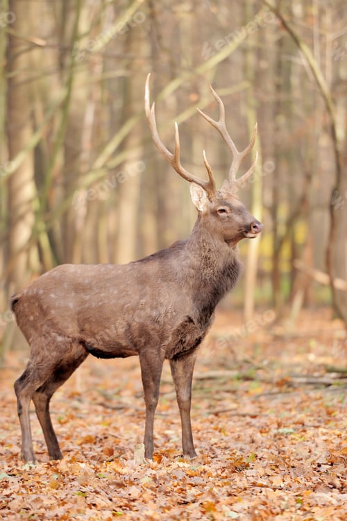 Preview: Deer