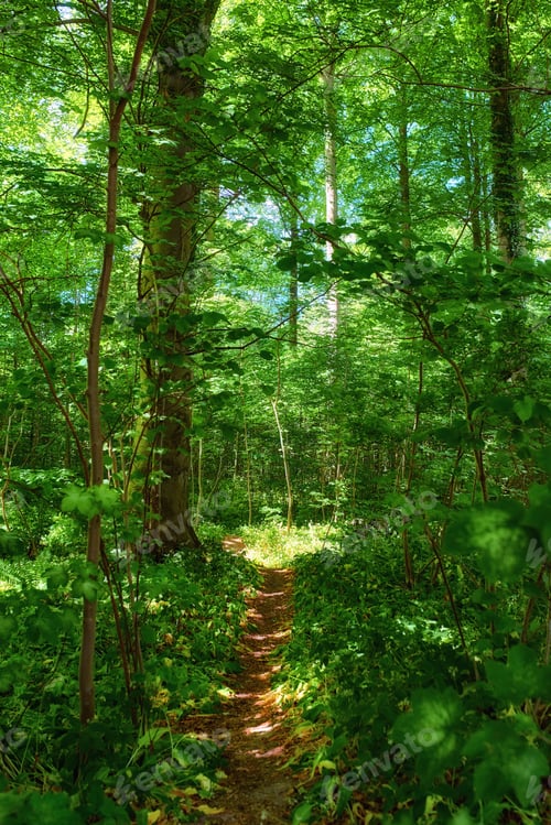 Preview: Theres no beauty like the beauty of nature. Springtime images of garden, forest and landscape.