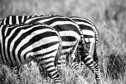 Preview: Close up of zebra rear ends in Africa