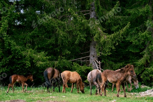 Preview: Little bay foals graze next to horses near green spruce trees